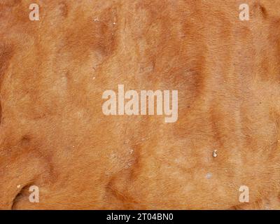 close up of brown cow fur texture Stock Photo