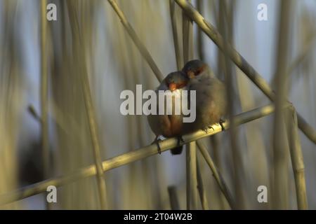 common waxbill (Estrilda astrild), sweet pair hugging among reeds, Portugal, Tagus Estuary Nature Reserve Stock Photo