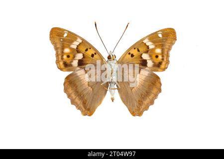 Lesser Purple Emperor (Apatura ilia, Apatura barcina), male, underside, cut out Stock Photo