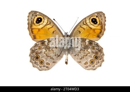 Large Wall Brown, Wood-nymph (Lasiommata maera), male, underside, cut out Stock Photo