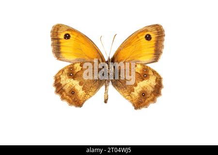 gatekeeper, hedge brown (Pyronia tithonus, Maniola tithonus), male, underside, cut out Stock Photo