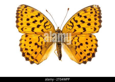 marbled fritillary (Brenthis daphne), male, upper side, cut out Stock Photo