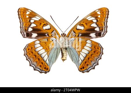 poplar admiral (Limenitis populi), female, underside, cut out Stock Photo