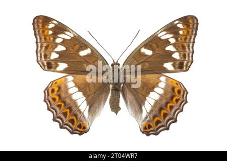 poplar admiral (Limenitis populi), female, upper side, cut out Stock Photo