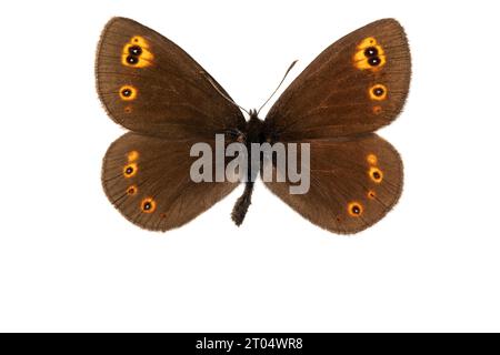 woodland ringlet (Erebia medusa, Erebia botevi), male, upper side, cut out Stock Photo