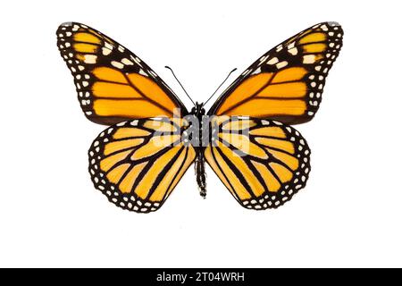 monarch butterfly, monarch, milkweed, common tiger, wanderer, black-veined brown (Danaus plexippus), female, underside, cut out Stock Photo