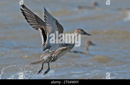 northern pintail (Anas acuta), juvenile pintail starting from the water, side view, Netherlands Stock Photo