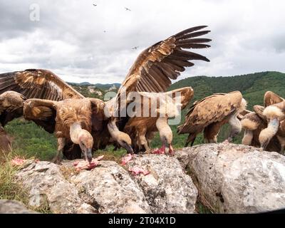 griffon vulture (Gyps fulvus), feeding on bait, France, Perpignan Stock Photo