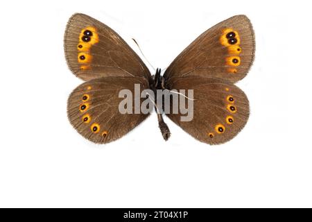 woodland ringlet (Erebia medusa, Erebia botevi), male, underside, cut out Stock Photo