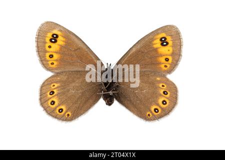 woodland ringlet (Erebia medusa, Erebia botevi), female, underside, cut out Stock Photo