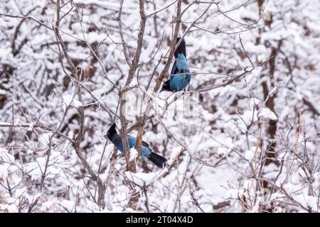 Steller's jay (Cyanocitta stelleri), two Jays in snow covered trees, USA, Utah, Vivian Park Stock Photo