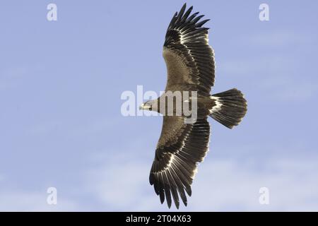 steppe eagle (Aquila nipalensis orientalis), immature in flight showing upperparts, Oman Stock Photo