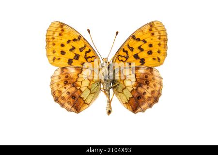 marbled fritillary (Brenthis daphne), male, underside, cut out Stock Photo