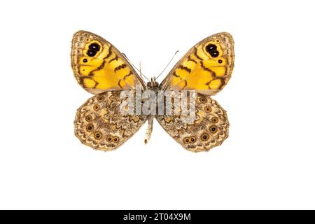 wall, wall brown (Lasiommata megera, Pararge megera), male, underside, cut out Stock Photo
