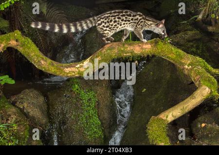 Small-spotted genet, Common genet (Genetta genetta), walking over a moss-covered branch on the waterside, side view, Spain Stock Photo
