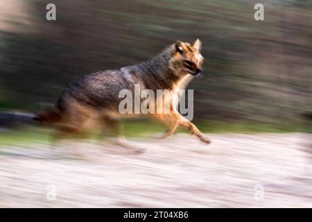Eurasian golden jackal, European jackal (Canis aureus moreoticus, Canis moreoticus), running, side view, Romania, Danube Delta Stock Photo