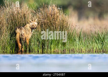Eurasian golden jackal, European jackal (Canis aureus moreoticus, Canis moreoticus), stands at the waterside an peering, Romania, Danube Delta Stock Photo