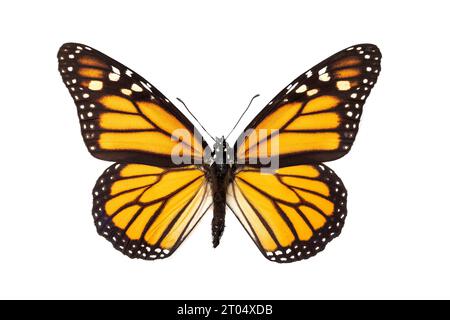 monarch butterfly, monarch, milkweed, common tiger, wanderer, black-veined brown (Danaus plexippus), female, upper side, cut out Stock Photo