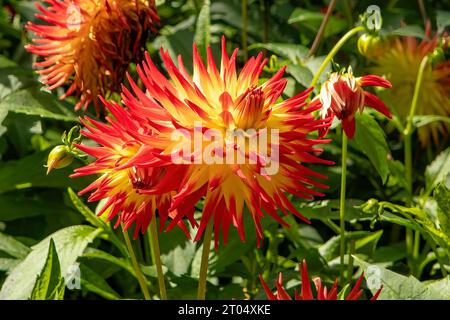 Dahlia Electric Flash Stock Photo