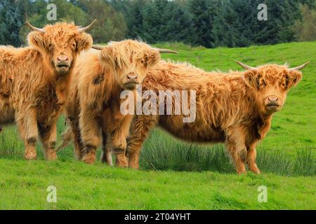 Three beautiful, shaggy Highland cows  in Autumn. Facing camera.  Two cows have their mouths open, stood in lush green pasture with coniferous forest Stock Photo