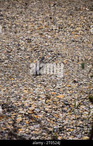 The pigeon walks calmly on the small yellowish-gray pebbles. The bird has its back to the camera. Stock Photo