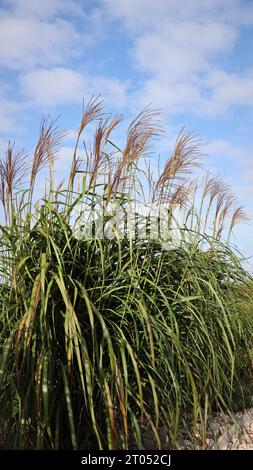 A clump of giant miscanthus grass with flowers against the sky in autumn Stock Photo