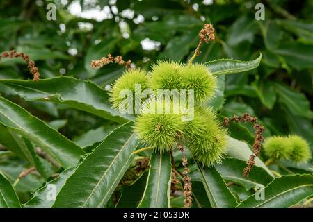 Castanea sativa, Sweet Chestnut Stock Photo