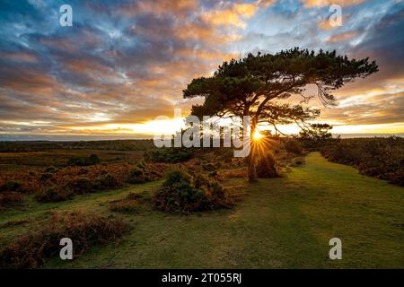 Sunset over a lone pine tree at Bratley View during autumn in the New Forest National Park in Hampshire, England, Uk Stock Photo