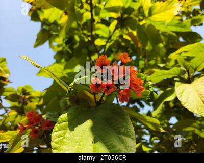 The Beautiful red flower in the garden Stock Photo