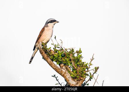 Red-backed Shrike isolated in white background  in Kruger National park, South Africa ; Specie Lanius collurio family of Laniidae Stock Photo