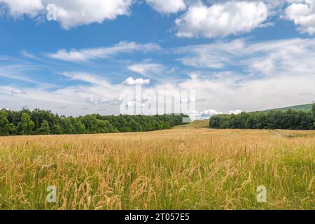 Summer rural landscape with agricultural fields at a sunny day. Stock Photo