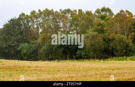 Dundee, Tayside, Scotland, UK. 4th Oct, 2023. UK Weather: Autumn weather in Scotland brings high winds and scattered showers across Dundee's countryside, which will clear to sunny intervals with the occasional shower later in the day. The leaves at Clatto Park woodland are being shed by the October breeze. Credit: Dundee Photographics/Alamy Live News Stock Photo