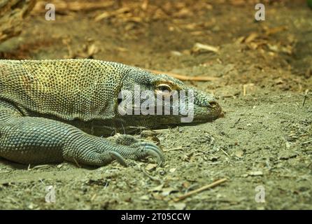 Ground store puppy lizard