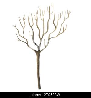 tree without leaves painted in watercolor, thin branches, isolated picture of a tree in late autumn and winter Stock Photo