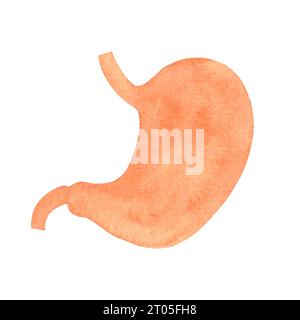 human stomach, internal organs drawn by watercolor, isolated medical illustration Stock Photo