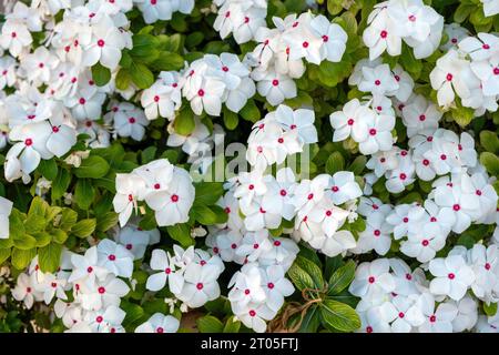 Impatiens balsamina, rose, garden balsam, touch me not annual plant background texture. Fresh white blooming flower with red spot summer day. Stock Photo