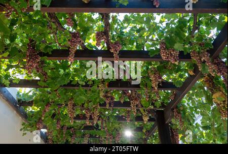 Roditis Grape Grape ripe pink skinned hanging at pergola background. Roditis ...