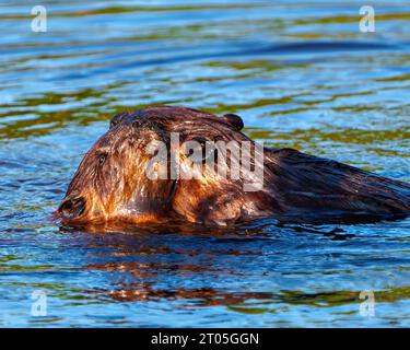 Beaver couple close-up view hugging and enjoying their environment and habitat surrounding. Stock Photo