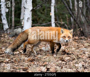 Red Fox close-up profile view looking at camera in the spring season with a blur birch trees background in its environment and habitat.  Picture. Stock Photo