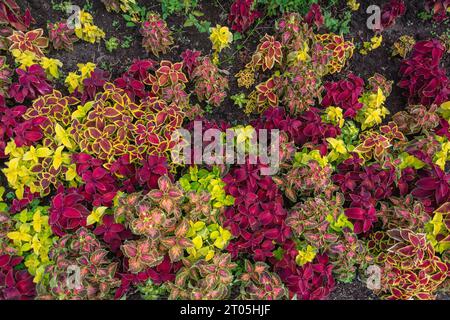 Dense carpet of variegated coleus, multicolored decorative flowerbed Stock Photo