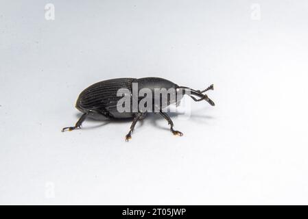 This stock photo depicts a small black bug resting on a white surface Stock Photo
