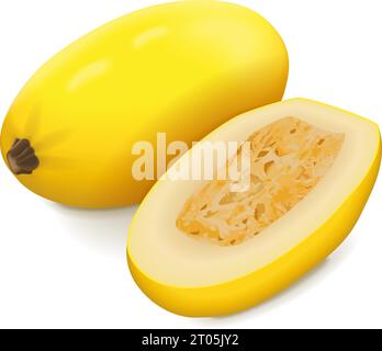 Whole and half of Orangetti Spaghetti Squash. Winter squash. Cucurbita pepo. Fruits and vegetables. Isolated vector illustration. Stock Vector