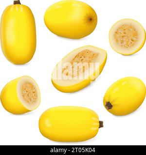 Set  of Orangetti Spaghetti Squash. Winter squash. Cucurbita pepo. Fruits and vegetables. Isolated vector illustration. Stock Vector