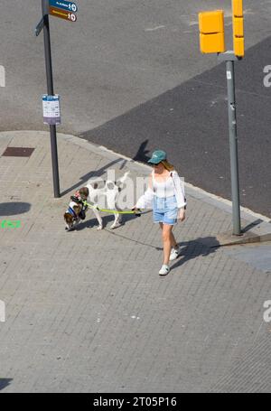 A woman walks her dog on a leash down the street. Eixample quarter, Barcelona, Catalonia, Spain. Stock Photo