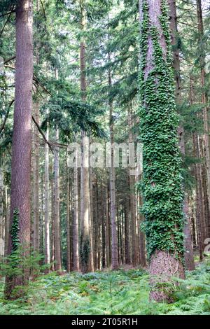 Wilverley Inclosure walking trail, a circular route through the woods near Brockenhurst, New Forest national park,England,UK Stock Photo