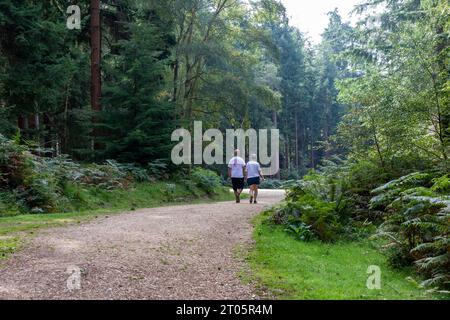 Wilverley Inclosure New Forest national park, couple walking along the trail beside the Douglas fir trees in the wood,England,UK Stock Photo