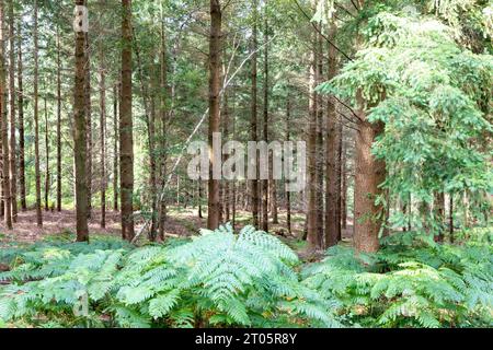 Wilverley Inclosure walking trail, a circular route through the woods near Brockenhurst, New Forest national park,England,UK Stock Photo