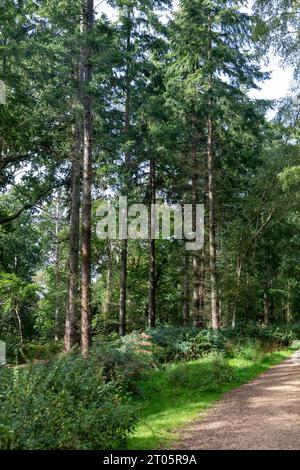 Wilverley Inclosure walking trail, a circular route through the woods near Brockenhurst, New Forest national park,England,UK Stock Photo