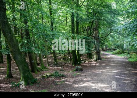 Wilverley Inclosure walking trail, a circular route through the woods near Brockenhurst, New Forest national park,England,UK Stock Photo