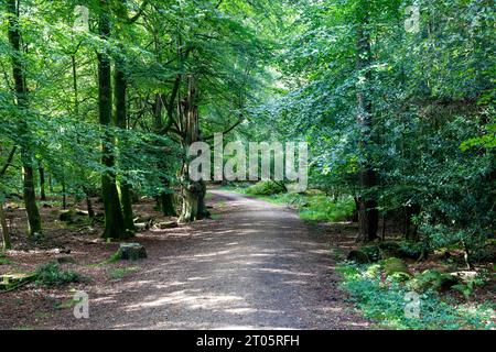 Wilverley Inclosure walking trail, a circular route through the woods near Brockenhurst, New Forest national park,England,UK Stock Photo